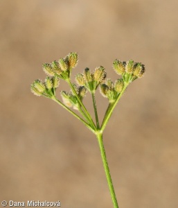 Torilis japonica subsp. japonica