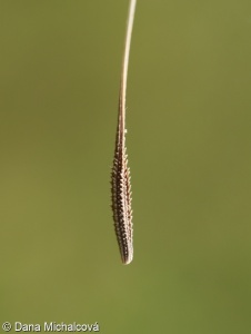 Tragopogon dubius – kozí brada pochybná