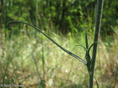 Tragopogon floccosus