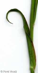Tragopogon orientalis – kozí brada východní