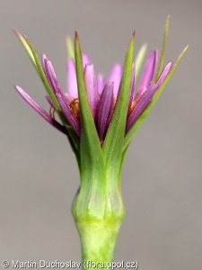 Tragopogon porrifolius subsp. porrifolius – kozí brada pórolistá pravá