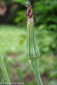 Tragopogon porrifolius