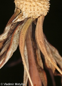 Tragopogon pratensis agg. – okruh kozí brady luční