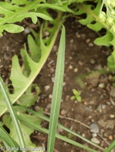 Tragopogon pratensis – kozí brada luční