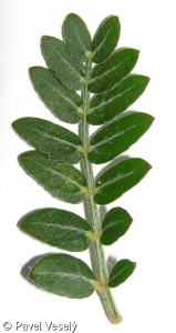 Tribulus terrestris – kotvičník zemní