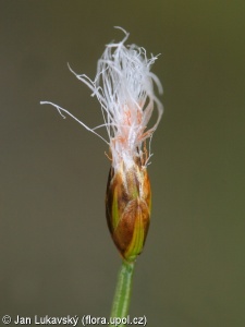Trichophorum alpinum
