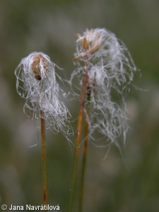 Trichophorum alpinum – suchopýrek alpský