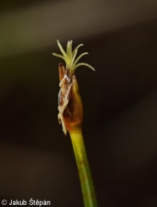 Trichophorum alpinum