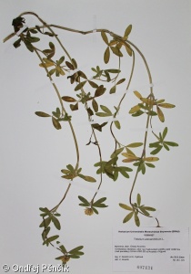 Trifolium alexandrinum – jetel egyptský