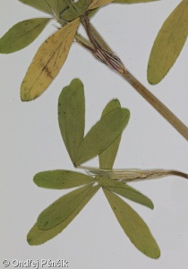 Trifolium alexandrinum – jetel egyptský