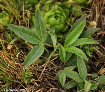 Trifolium alpestre – jetel alpínský