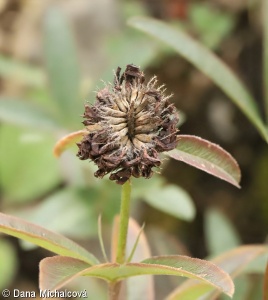 Trifolium alpestre – jetel alpínský