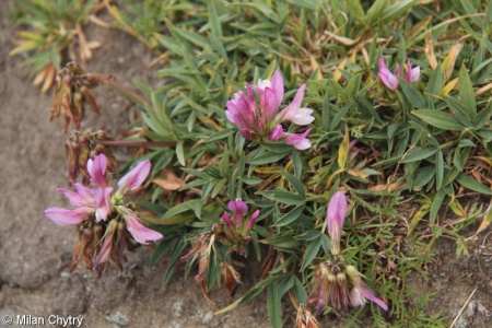 Trifolium alpinum – jetel alpský