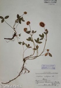 Trifolium ambiguum – jetel kavkazský