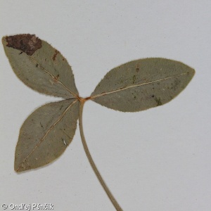 Trifolium ambiguum – jetel kavkazský