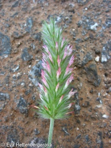 Trifolium angustifolium – jetel úzkolistý