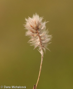 Trifolium arvense – jetel rolní