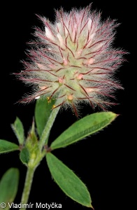 Trifolium arvense – jetel rolní