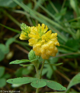 Trifolium aureum – jetel zlatý