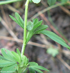 Trifolium aureum