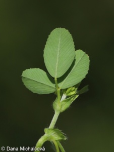 Trifolium campestre – jetel ladní