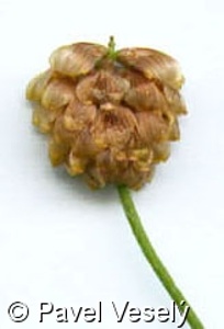 Trifolium campestre – jetel ladní