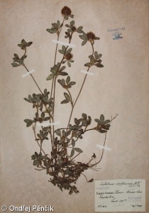 Trifolium diffusum – jetel rozložený