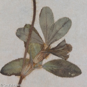 Trifolium diffusum – jetel rozložený