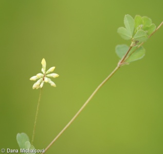 Trifolium dubium – jetel pochybný