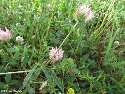 Trifolium echinatum