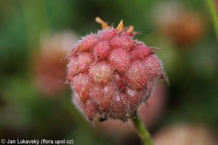 Trifolium fragiferum – jetel jahodnatý