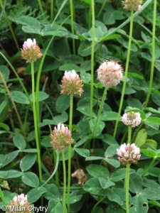 Trifolium fragiferum – jetel jahodnatý