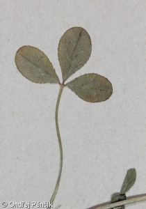 Trifolium glomeratum – jetel klubkatý