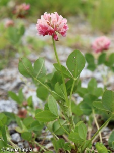 Trifolium hybridum subsp. hybridum – jetel zvrhlý pravý