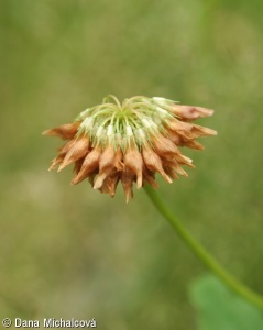 Trifolium hybridum subsp. hybridum – jetel zvrhlý pravý