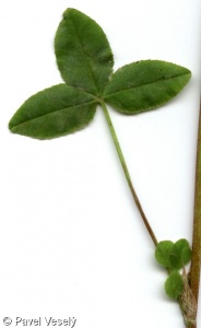 Trifolium hybridum – jetel zvrhlý