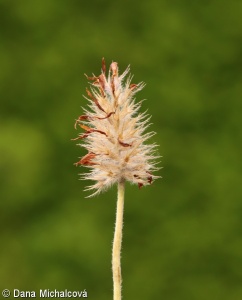 Trifolium incarnatum – jetel inkarnát (“růžák”)