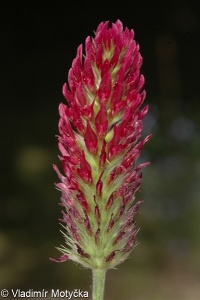 Trifolium incarnatum subsp. incarnatum – jetel inkarnát pravý
