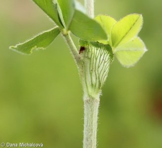 Trifolium incarnatum – jetel inkarnát (“růžák”)