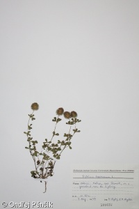 Trifolium lappaceum – jetel lopuchový