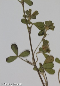 Trifolium lappaceum – jetel lopuchový