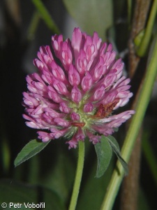 Trifolium medium – jetel prostřední