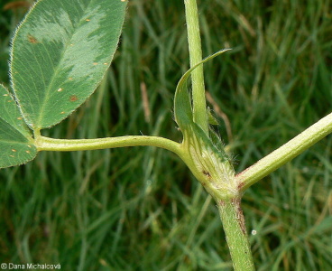 Trifolium medium – jetel prostřední