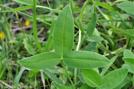 Trifolium montanum – jetel horský