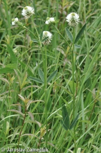 Trifolium montanum – jetel horský