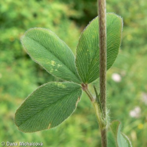 Trifolium ochroleucon – jetel bledožlutý
