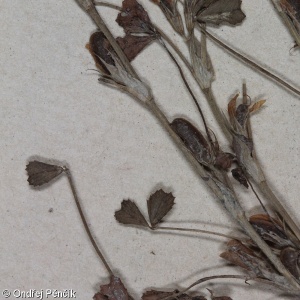 Trifolium ornithopodioides – jetel nízký