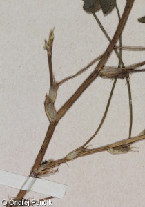 Trifolium pallidum