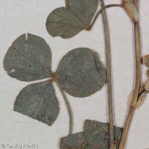 Trifolium pallidum