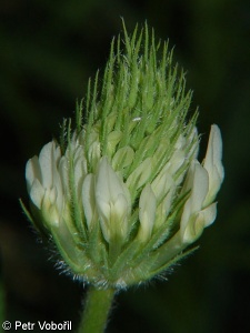 Trifolium pannonicum – jetel panonský